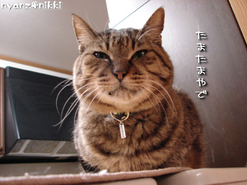 こたつ虫たち_d0355333_14145500.jpeg