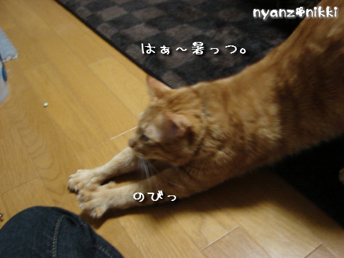こたつ虫たち_d0355333_14145570.jpeg
