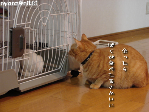 りんりん★ハイパー!_d0355333_14145582.jpeg