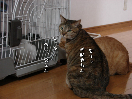 りんりん★ハイパー!_d0355333_14145587.jpeg