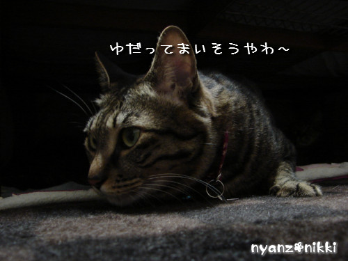こたつ虫たち_d0355333_14145611.jpeg