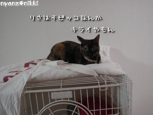 こたつ虫たち_d0355333_14145678.jpeg
