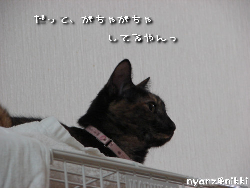 こたつ虫たち_d0355333_14145699.jpeg