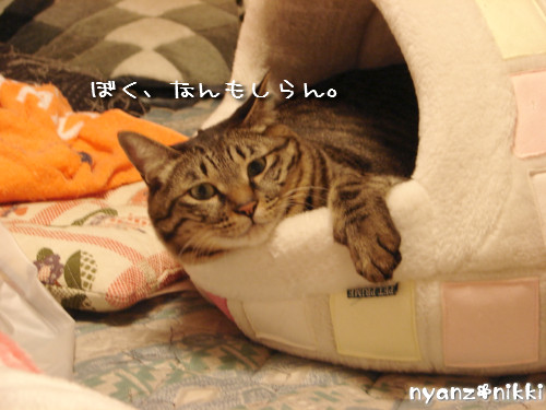 りんりん★お外の思い出は?_d0355333_14150857.jpeg