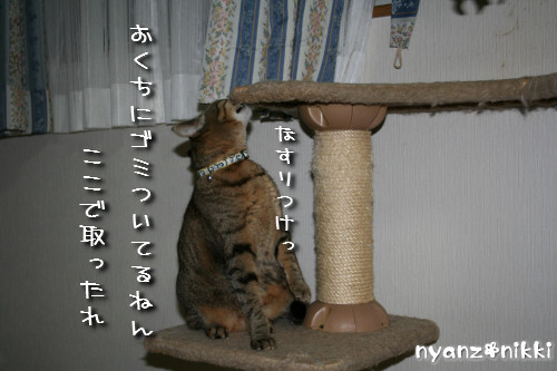 ついに念願の・・・_d0355333_14151575.jpeg