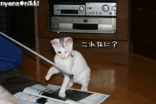 ついに念願の・・・_d0355333_14151615.jpeg