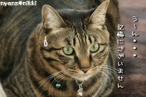 つくしくん正式譲渡へ_d0355333_14151851.jpeg