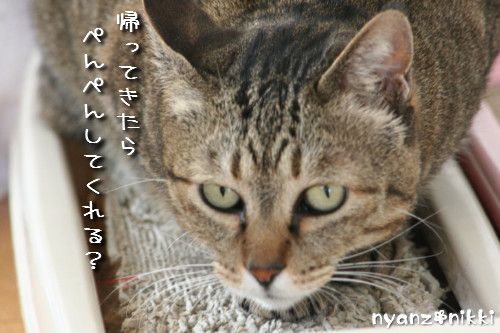 つくしくん正式譲渡へ_d0355333_14151993.jpeg