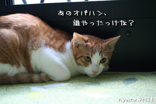 つくしくん正式譲渡へ_d0355333_14151995.jpeg