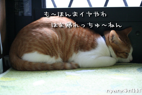 つくしくん正式譲渡へ_d0355333_14152020.jpeg