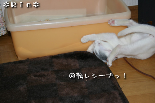 つくしくん正式譲渡へ_d0355333_14152035.jpeg