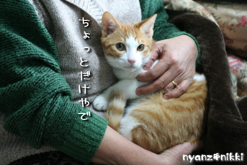 つくしくん正式譲渡へ_d0355333_14152044.jpeg