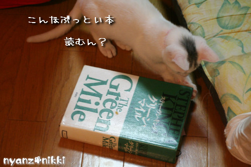 つくしくん正式譲渡へ_d0355333_14152045.jpeg