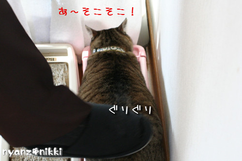 ぺんぺんの続きは?_d0355333_14152116.jpeg