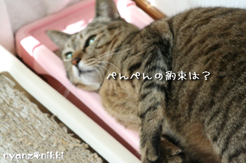 ぺんぺんの続きは?_d0355333_14152163.jpeg