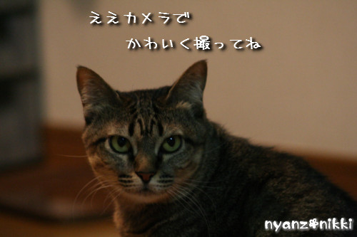 ぺんぺんの続きは?_d0355333_14152179.jpeg