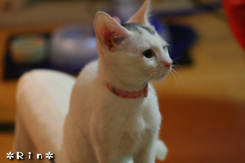 ぺんぺんの続きは?_d0355333_14152347.jpeg
