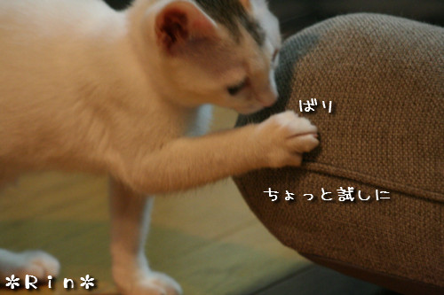 おしゃれみみ太_d0355333_14152426.jpeg