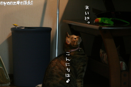 りんちゃん★雑技団結成!_d0355333_14153443.jpeg