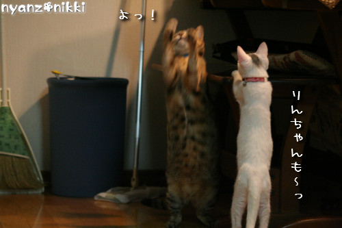 りんちゃん★雑技団結成!_d0355333_14153447.jpeg