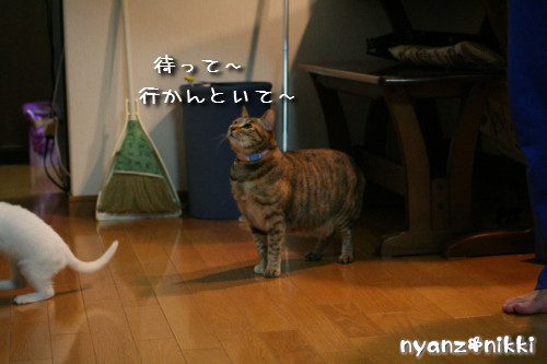 りんちゃん★雑技団結成!_d0355333_14153452.jpeg