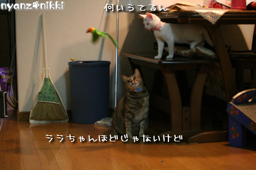 りんちゃん★雑技団結成!_d0355333_14153485.jpeg