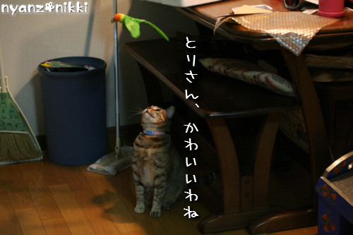 りんちゃん★雑技団結成!_d0355333_14153496.jpeg