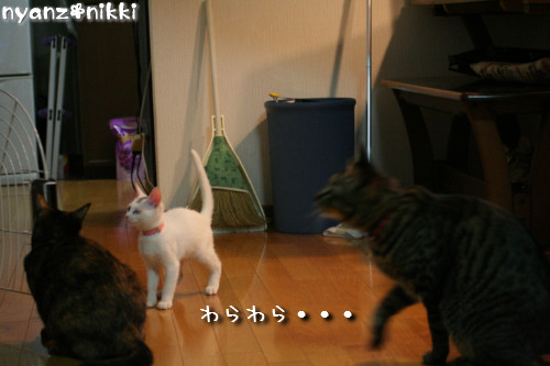 りんちゃん★雑技団結成!_d0355333_14153565.jpeg