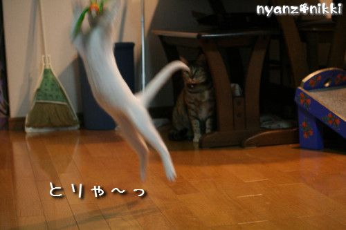 りんちゃん★雑技団結成!_d0355333_14153682.jpeg