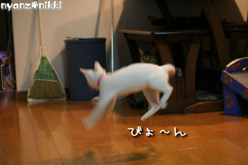 りんちゃん★雑技団結成!_d0355333_14153688.jpeg