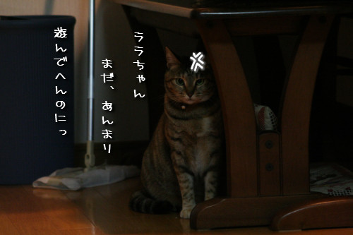 りんちゃん★雑技団結成!_d0355333_14153708.jpeg