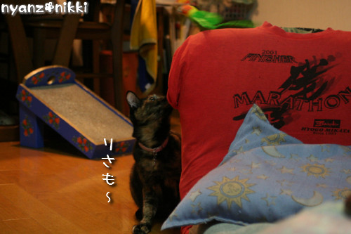 りんちゃん★雑技団結成!_d0355333_14153724.jpeg