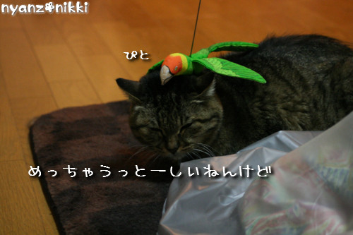 りんちゃん★雑技団結成!_d0355333_14153820.jpeg