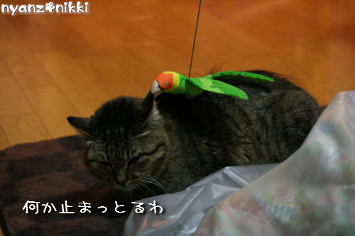 りんちゃん★雑技団結成!_d0355333_14153827.jpeg