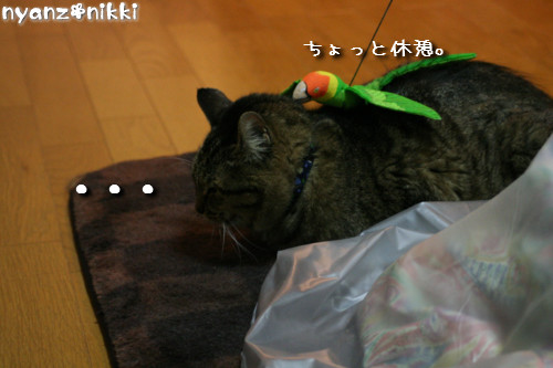 りんちゃん★雑技団結成!_d0355333_14153872.jpeg