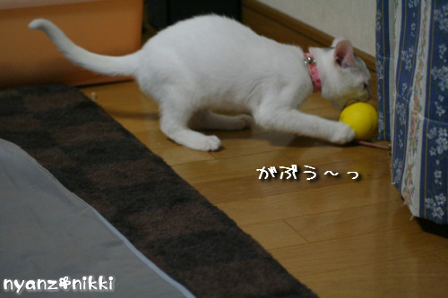ハマりもん_d0355333_14154072.jpeg