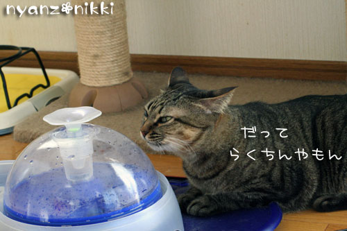 おせっかい★りん_d0355333_14155434.jpg
