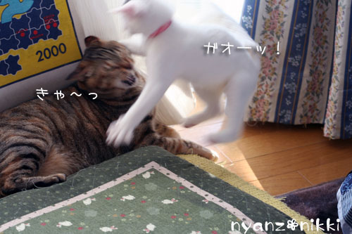 こりるワケないやんね ^m^_d0355333_14155613.jpg