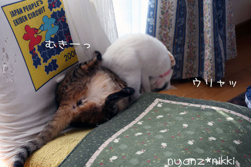 こりるワケないやんね ^m^_d0355333_14155618.jpg