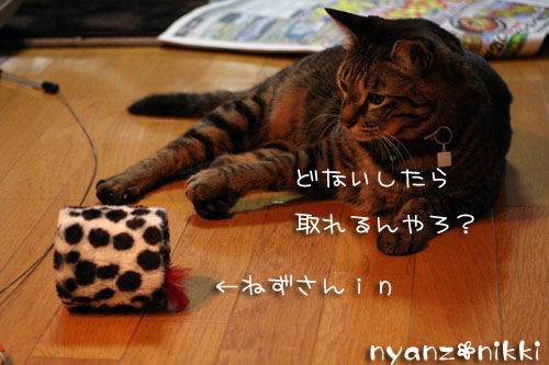 デビュー近し?!_d0355333_14155820.jpg