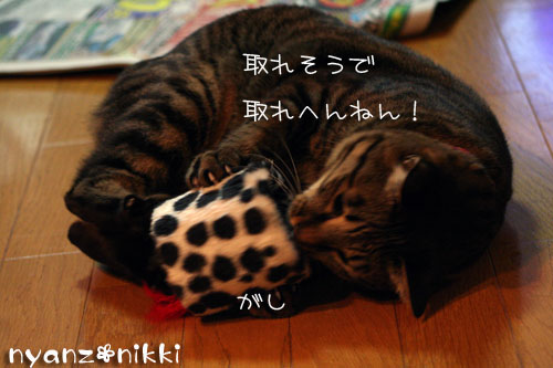 デビュー近し?!_d0355333_14155869.jpg