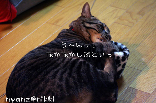 デビュー近し?!_d0355333_14160072.jpg