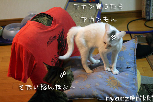 デビュー近し?!_d0355333_14160075.jpg