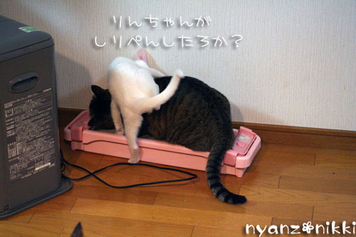 し、し、しまった・・・_d0355333_14160238.jpg