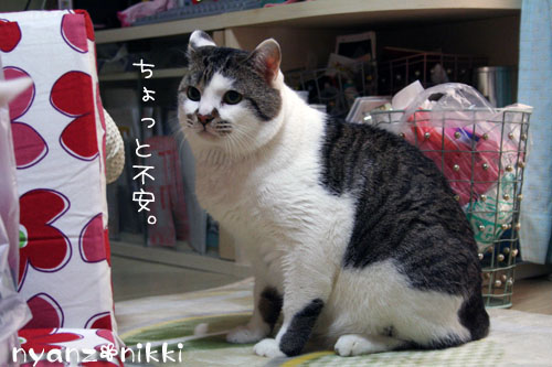 りんちゃんお試しへ_d0355333_14160767.jpg