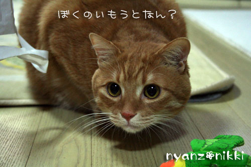 りんちゃんお試しへ_d0355333_14160845.jpg
