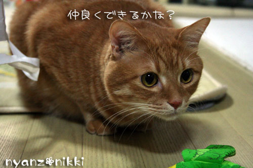 りんちゃんお試しへ_d0355333_14160881.jpg