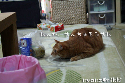 りんちゃんお試しへ_d0355333_14160991.jpg