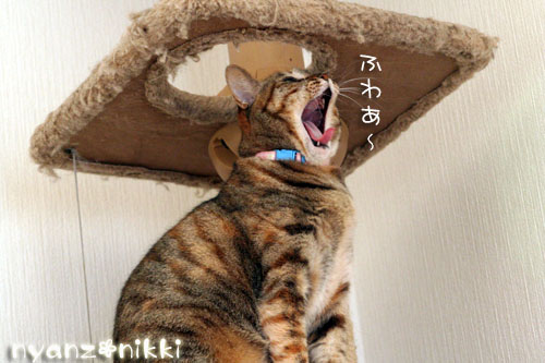 ふつ~の毎日 ^^;_d0355333_14161085.jpg