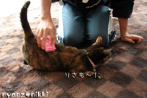 にゃんずもお正月準備だよ_d0355333_14162819.jpg
